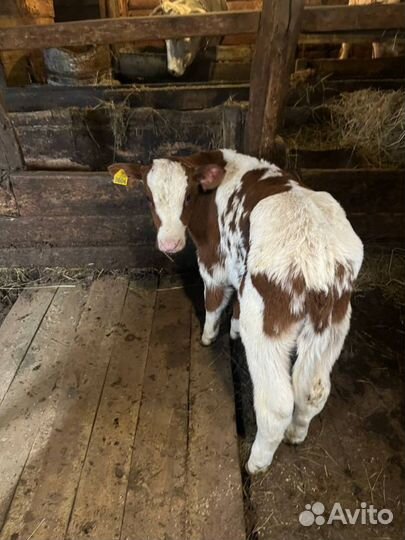 Отборные телята бычки быстрая доставка