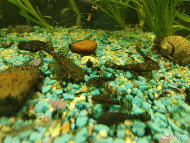 Анциструс сом