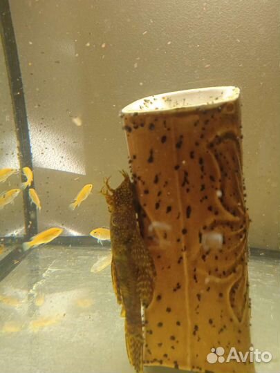 Сомики анцытрусы