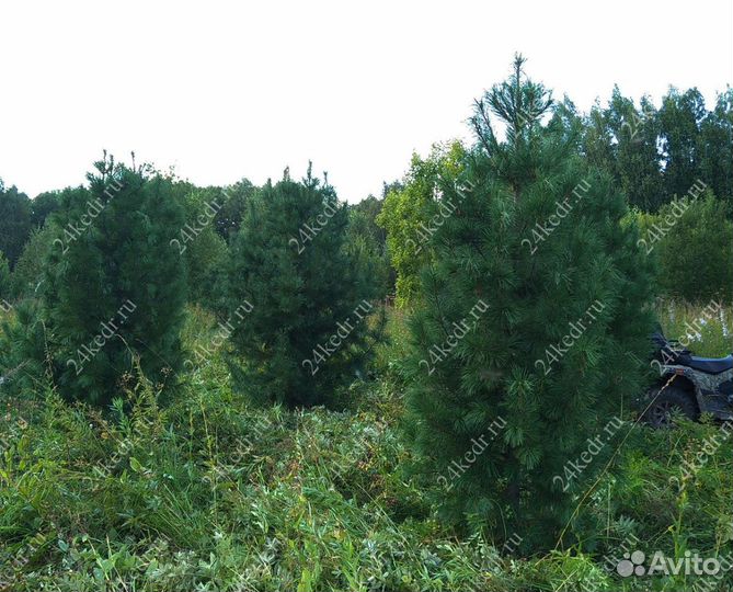 Дерево кедра