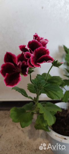 Пеларгония королевская (герань) сортовая