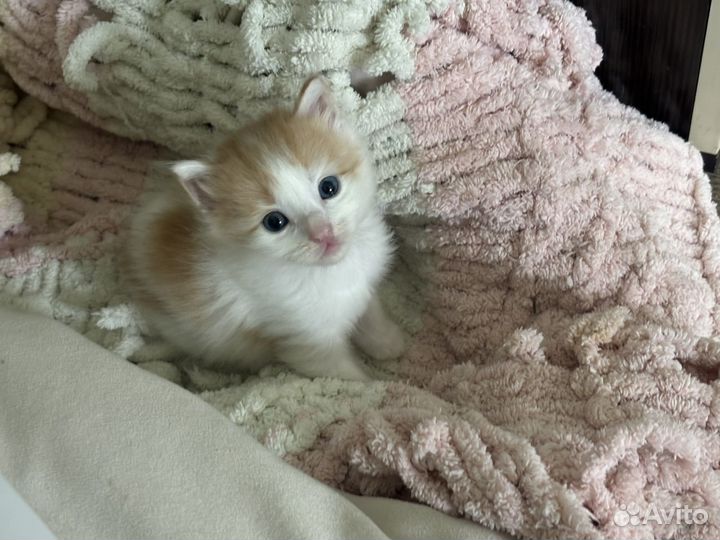 Котята в добрые руки бесплатно мальчик