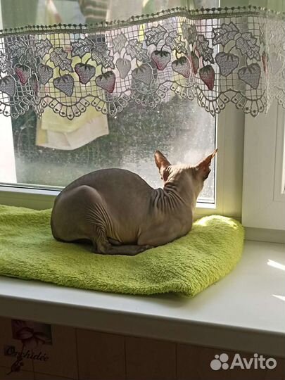Котик сфинкс в подарок