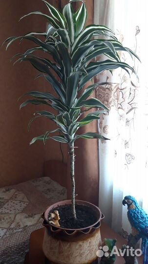 Электрическая плита с духовкой