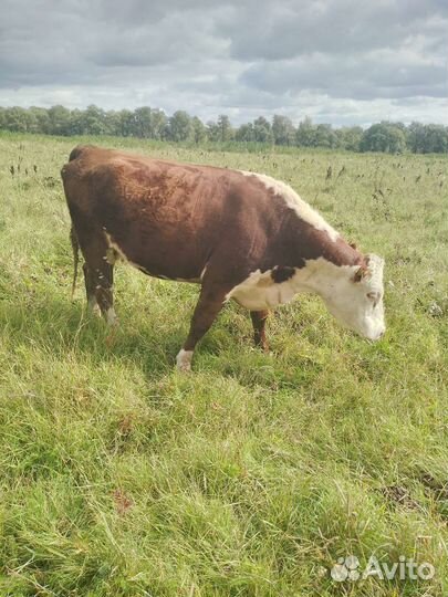 Коров стельных, тёлочек