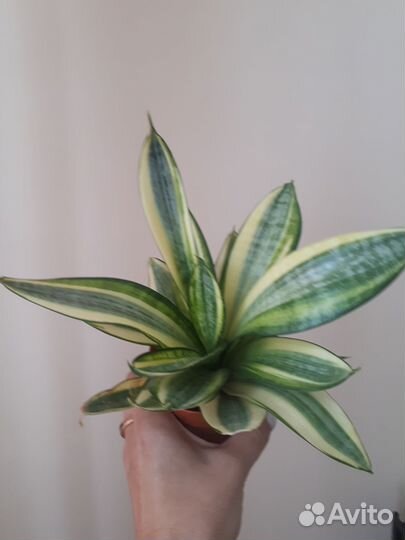 Сансевиерия ханни