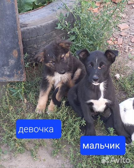 Щенки бесплатно