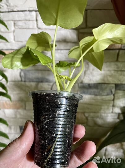 Филодендрон Селло Голд Сатин