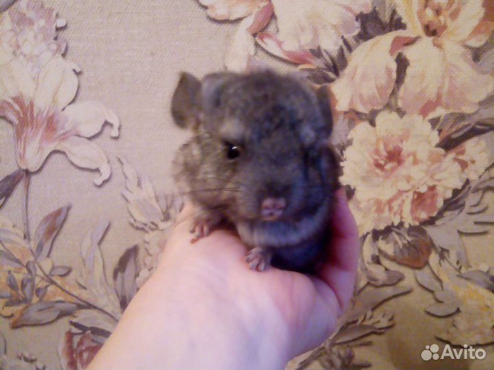 Шиншиллята