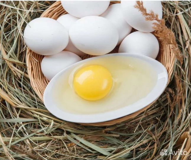 Куры несушки