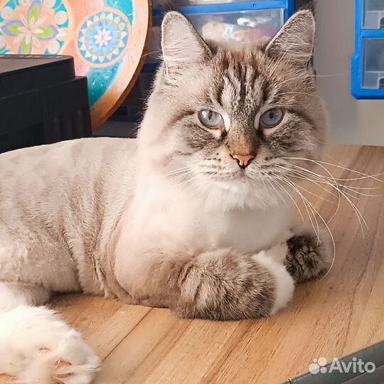 Зооняня, отель для животных, передержка