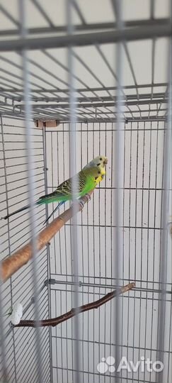 Волнистые попугаи