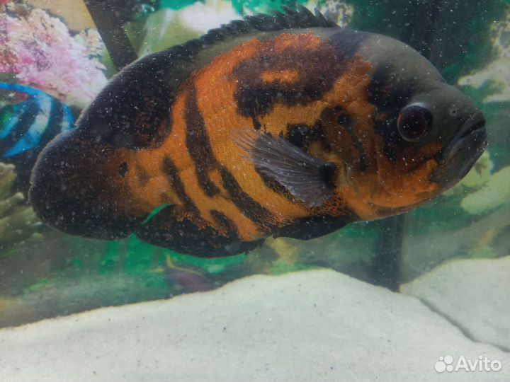 Астронотус