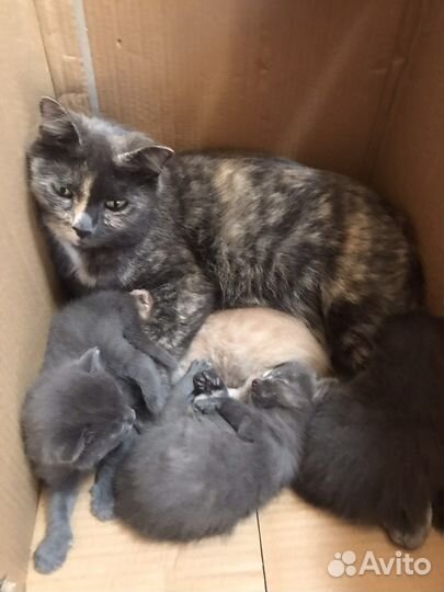 Отдам котят в добрые руки
