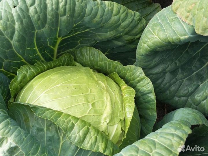 Капуста мегатон