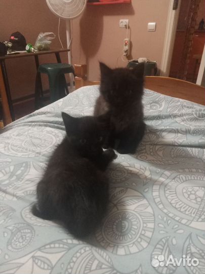 Котята в дар