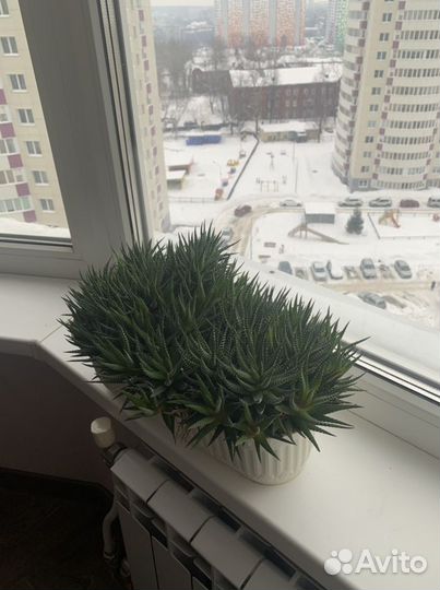 Суккуленты