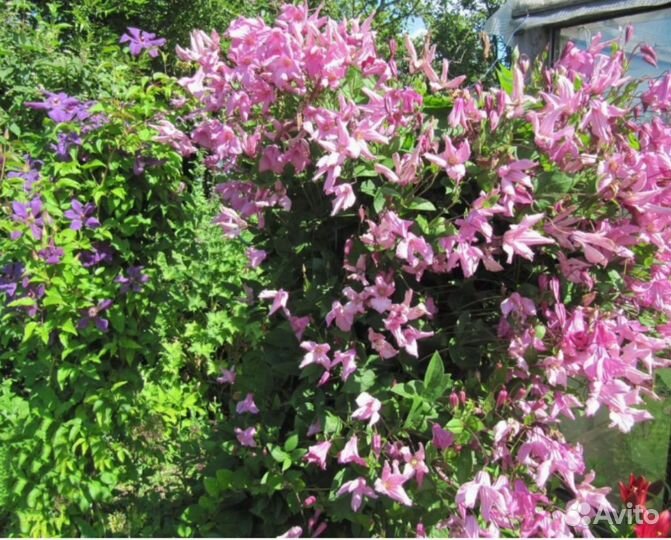 Клематис Алёнушка