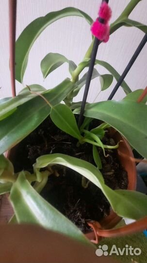 Мухоловка Непентес