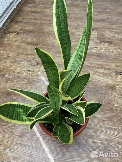 Сансевиерия карликовая