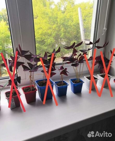 Комнатные цветы Кислица