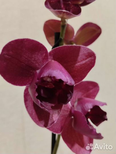 Орхидея фаленопсис пелорик