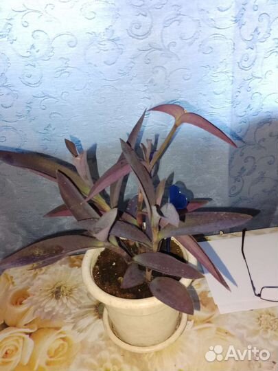 Комнатные цветы