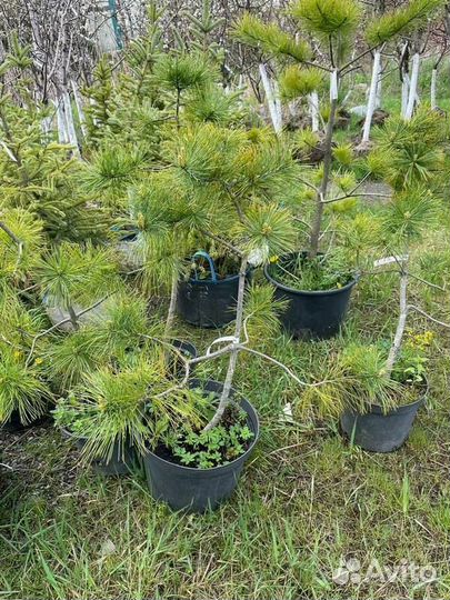 Кедр корейский