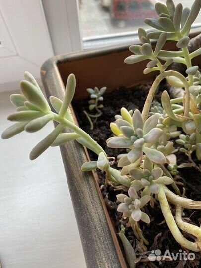 Редкие суккуленты Эхеверия