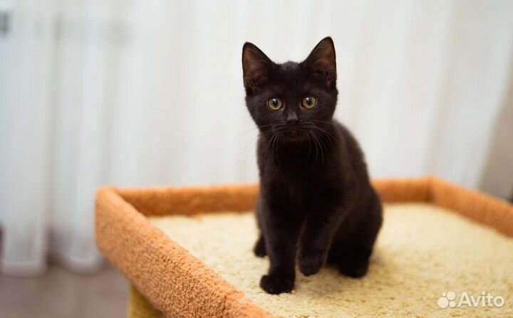 Мальчик, 2 мес