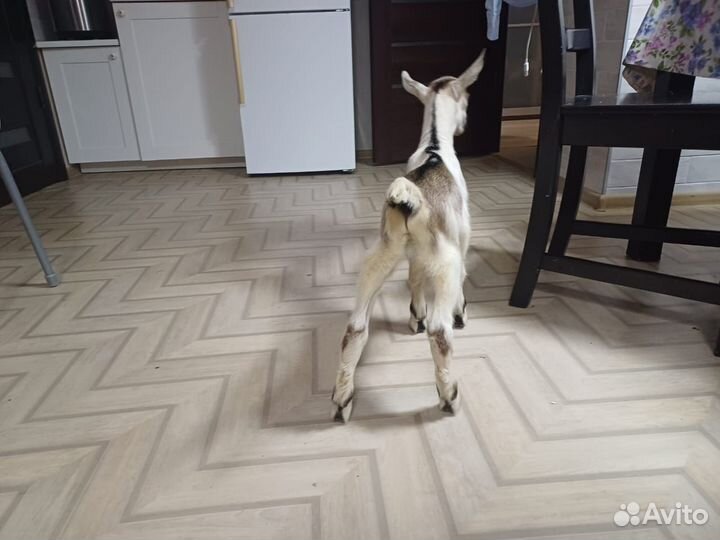 Альпийский козлик