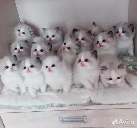 Котята рэгдолл
