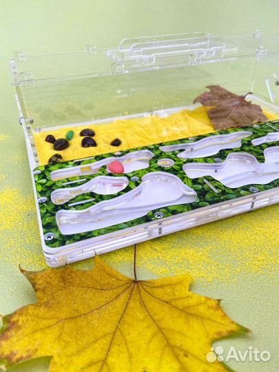 Муравьиная ферма с муравьями