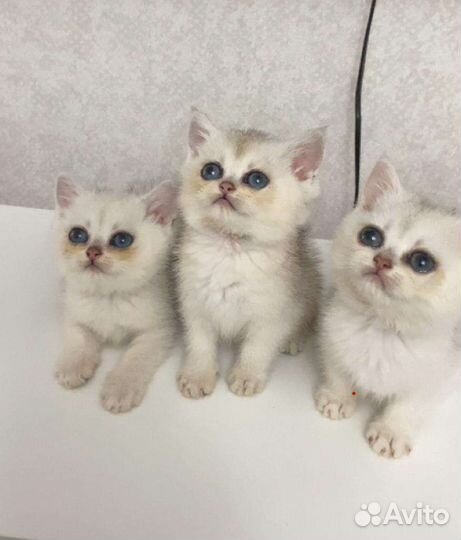 Котята золотистые шиншилла