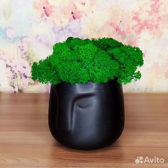 Кашпо со стабилизированным мхом