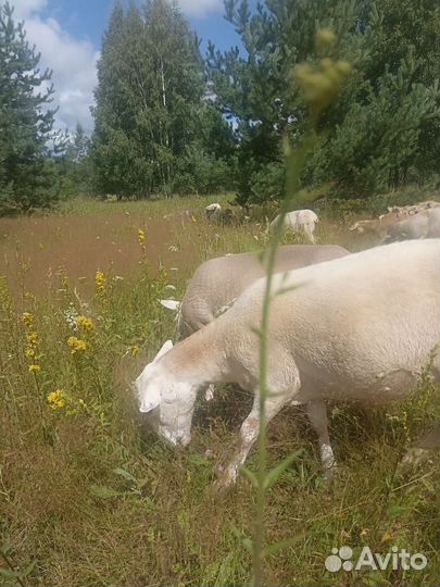 Катумские овцы и ярки