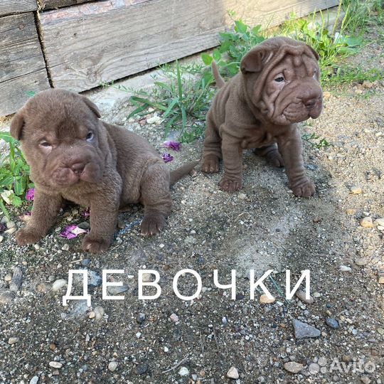 Собаки щенки шарпей