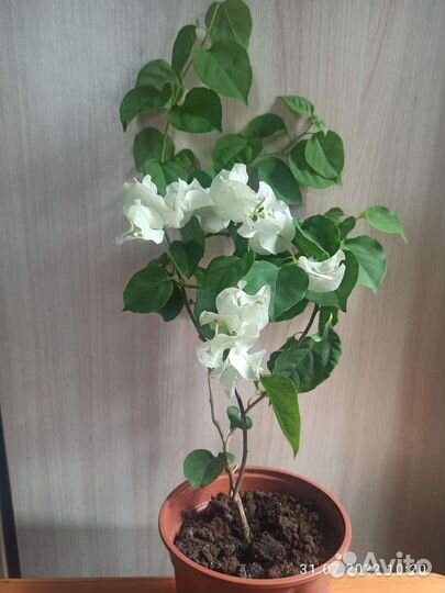 Бугенвиллия