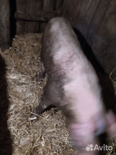 Хряк.порода крупнобелая.на племя возраст 10 мес