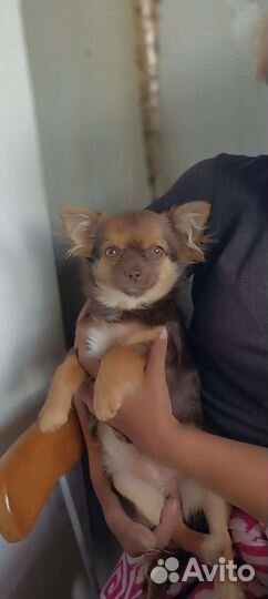Щенки чихуахуа длинношерстные