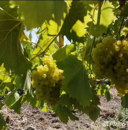 Виноград Киш Миш