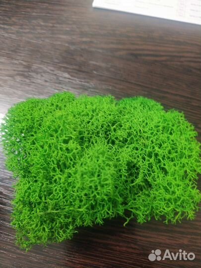 Мох стабилизированный.картины.цыфры