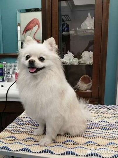 Стрижка собак и кошек