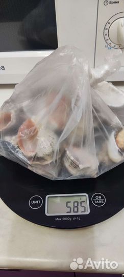 Морские ракушки раковины