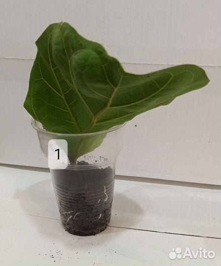 Фикус лирата бамбино укорененные черенки