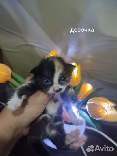 Кошка в дар