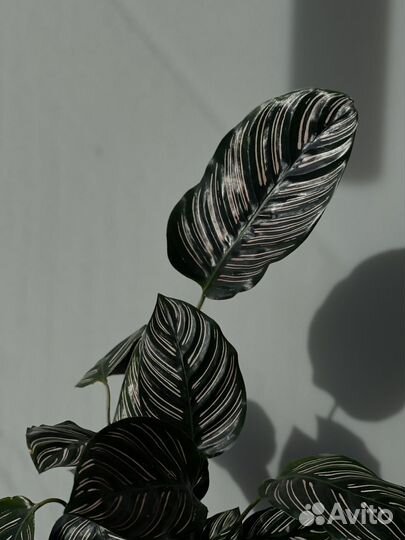 Калатея Орната Сандериана