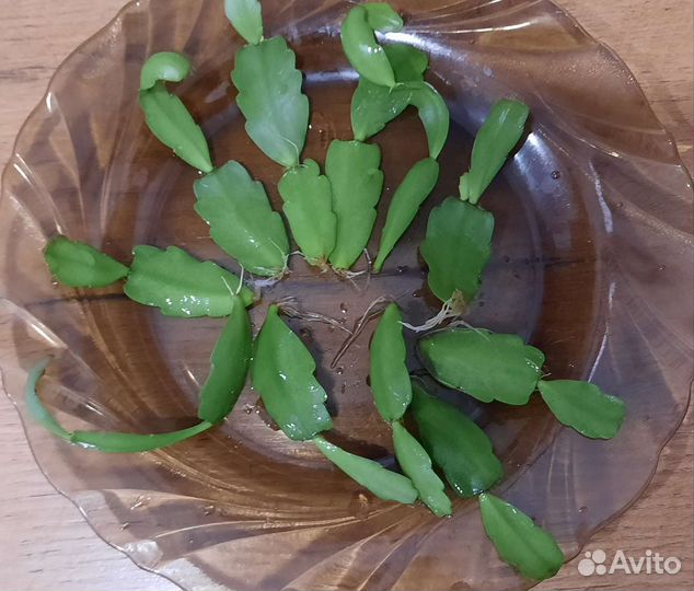 Декабрист. Шлюмбергера. Розовый