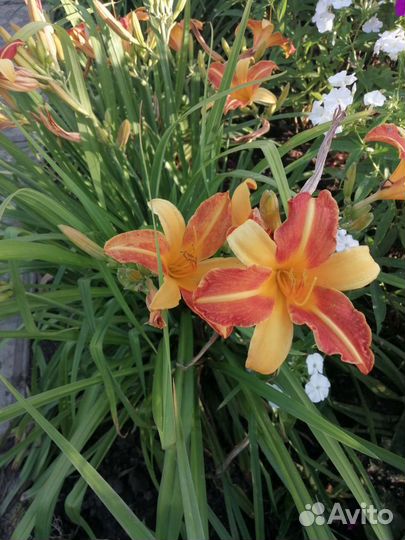 Лилейники сортовые