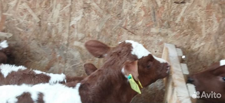 Телята доставка